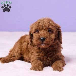 Mabel, Miniature Poodle Puppy